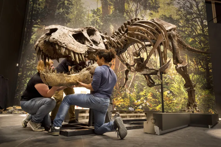 Opbouw T. rex kop