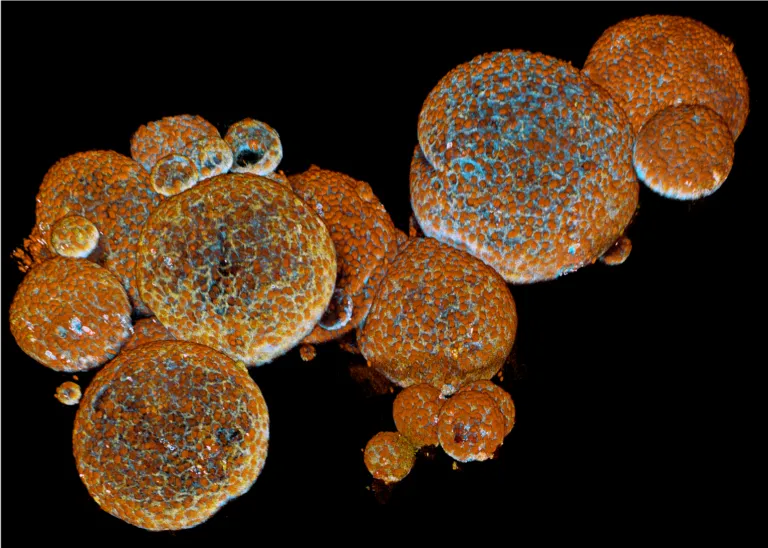 Immunofluorescente beelden van Aspidelaps lubricus organoïden - credit: Ravian van Ineveld, copyright Princess Máxima Center.