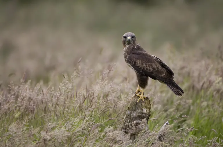 Buizerd op houten paal