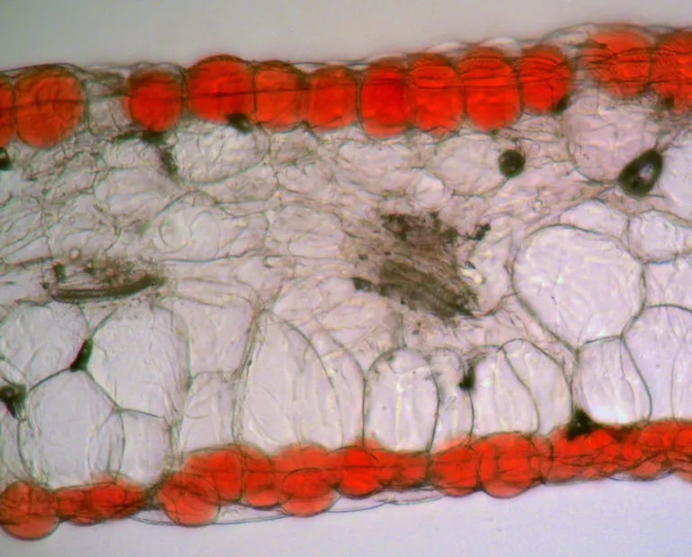 Flower colour by light reflection of the cells