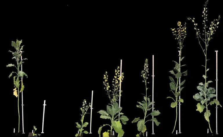 Brassica cross