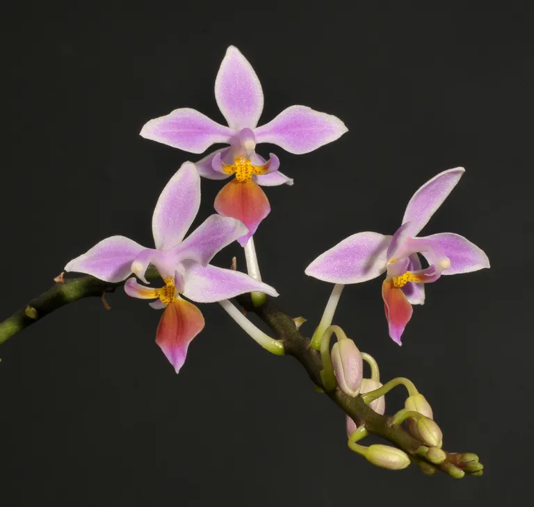 orchidee