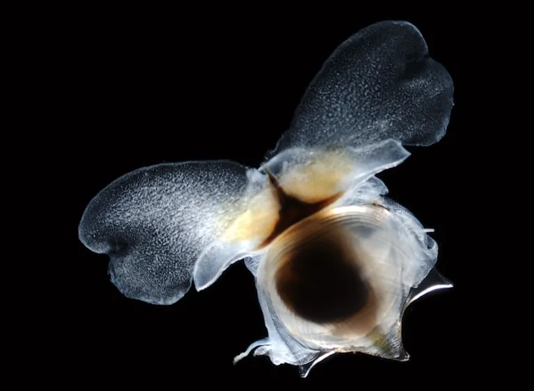 Pteropod