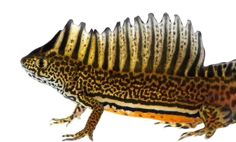 invasive species (amphibians)