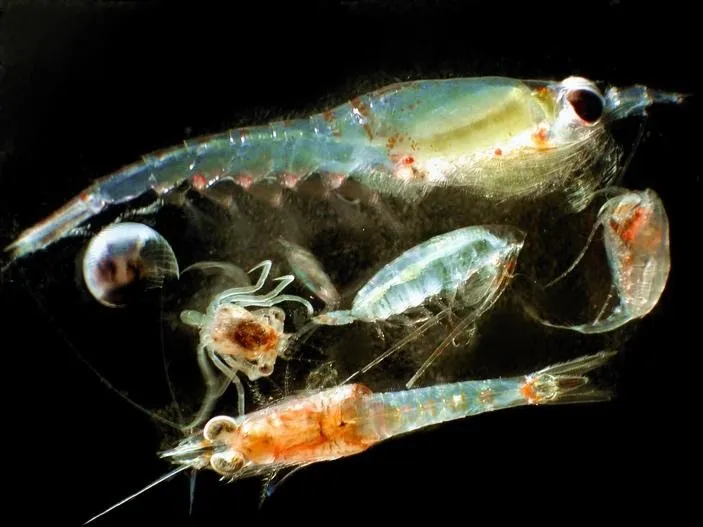 The North sea biodiversity