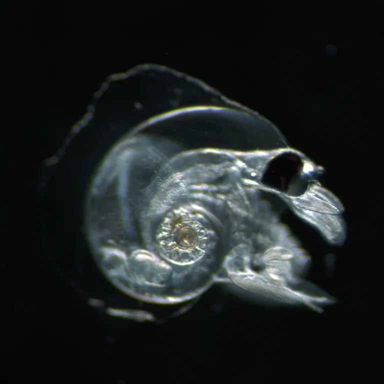 Atlanta ariejansseni, foto door Plankton Team 2017