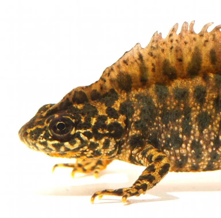 Newt. 
