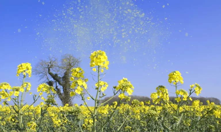 Pollen cause hay fever
