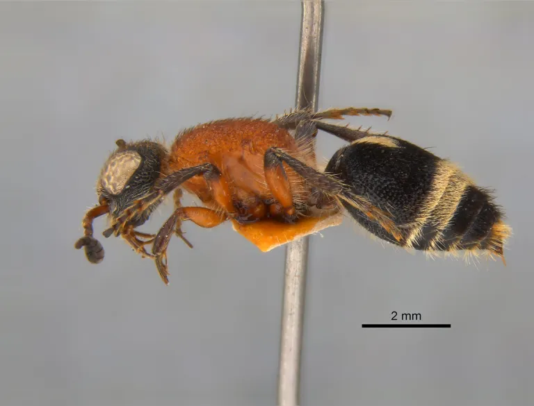 Andreimyrme naturalis, from the side