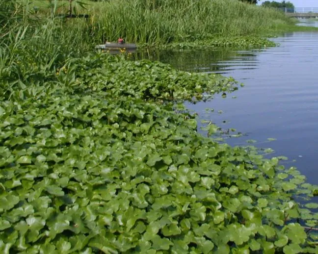 Grote waternavel