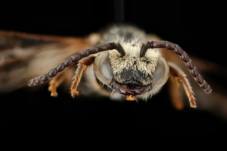 Sphecodes albilabris, Nederlandse bij