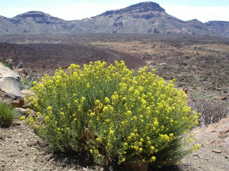 Descurainia bourgaeana