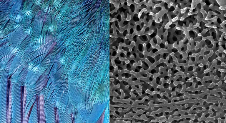 structural_color