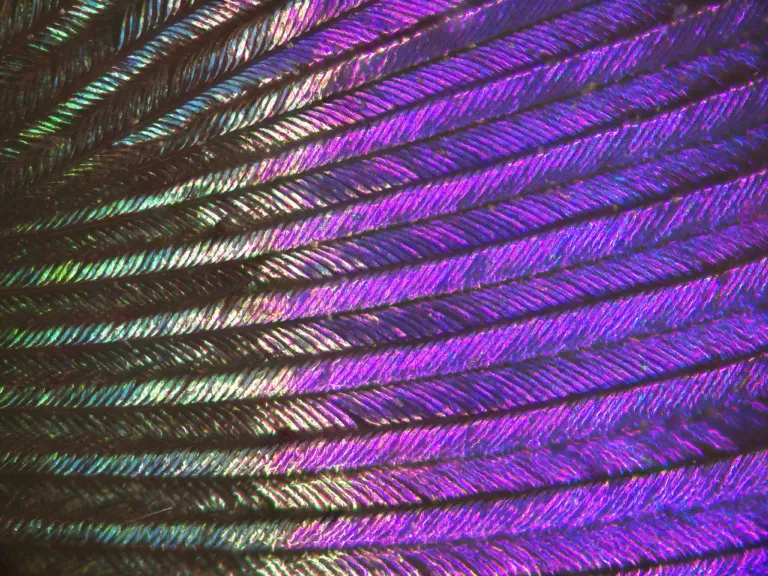 Hummingbird feather