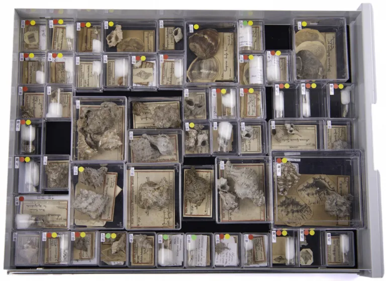 Drawer Martin Collection