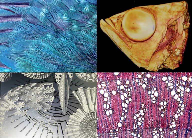Researchinternships at Naturalis