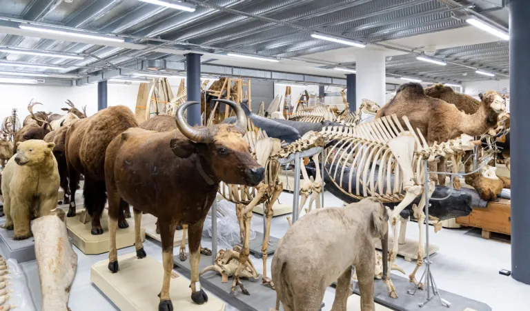 Grote zoogdieren in het XL depot