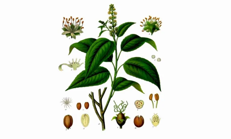 Croton tiglium