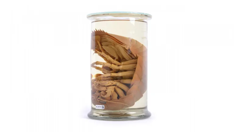 Giant woodlouse in a pot of strong water(?)