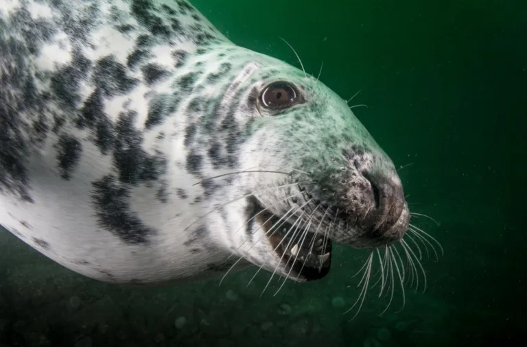 Zeehond