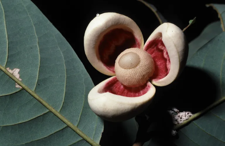 Annona hypoglauca