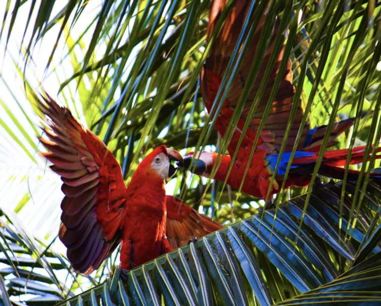 Bedreigde rode ara's in het Oasebos, Costa Rica