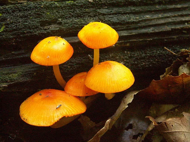 Mycena spec.
