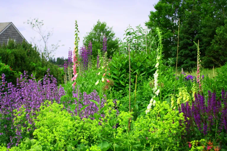 Inheemse planten 