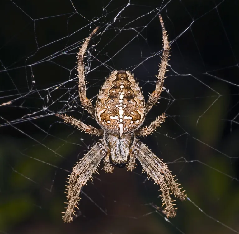 Araneus didaematus