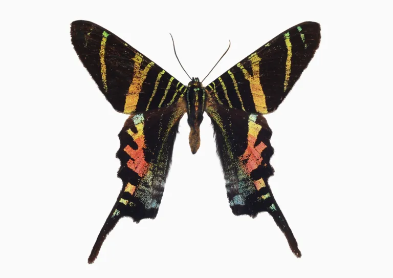 Urania sloanus