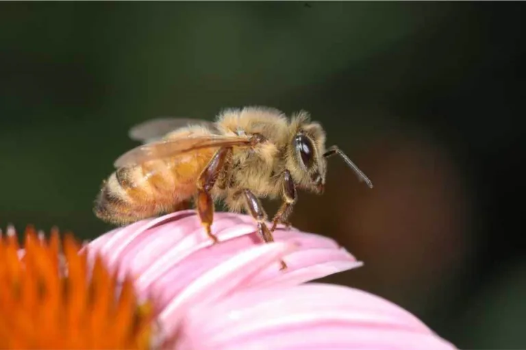 Apis mellifera visiting Echinaceae purpurea