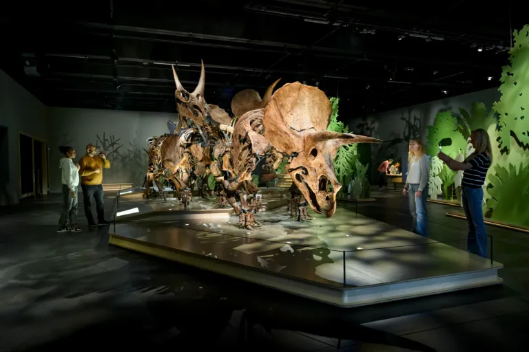 Visitors look at the only Triceratops herd in the world