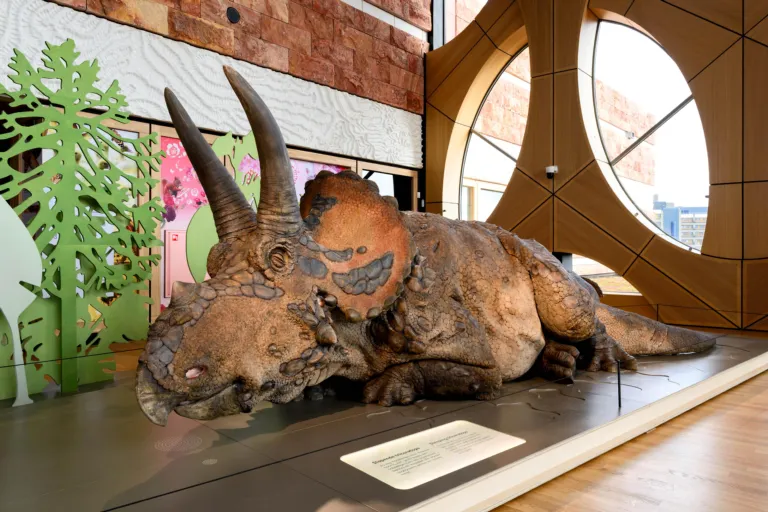 Triceratops at Naturalis