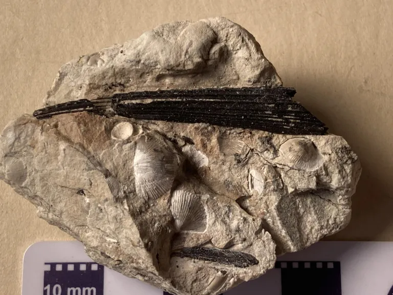 Acanthodian spine and jaw in an erratic boulder from the Silurian.