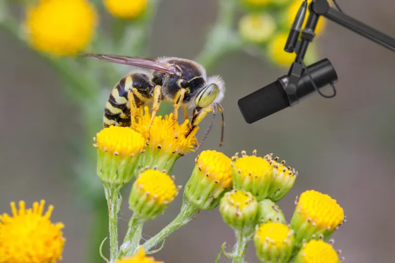 Conceptuele weergave: ABM zal gebruik maken van slimme technologieën zoals sensoren, AI en DNA-technieken om de biodiversiteit snel en op grote schaal te meten. Credits: Getty Images.