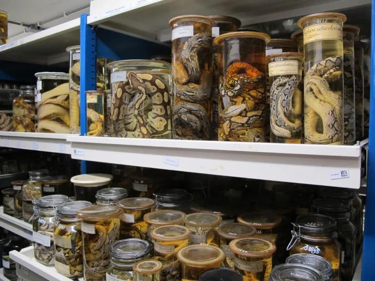 Foto van de reptielen exemplaren uit de natte collectie van Naturalis