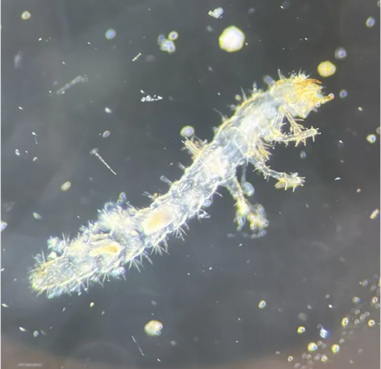 Microscopic view of a coastal meiofauna specimen (a staphylinid beetle larva).