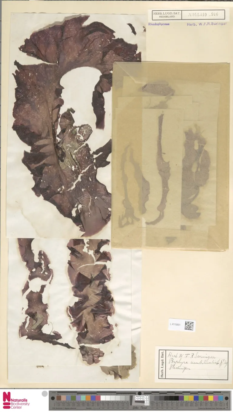 Porphyra