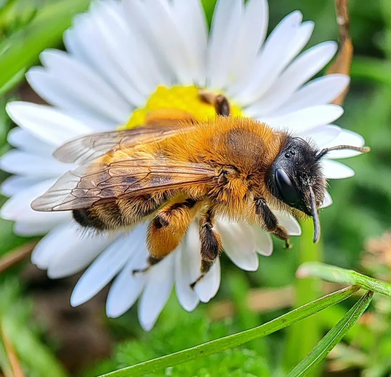 Andrena nigroaenea