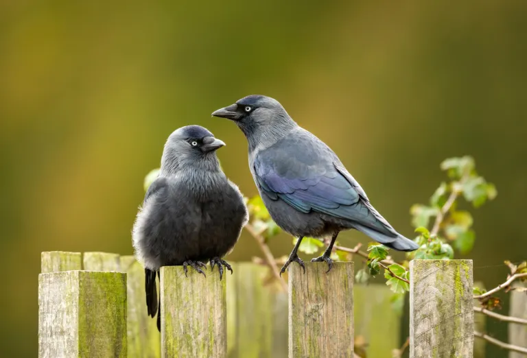 Jackdaws on a fence